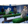 astroturf for birds of prey
